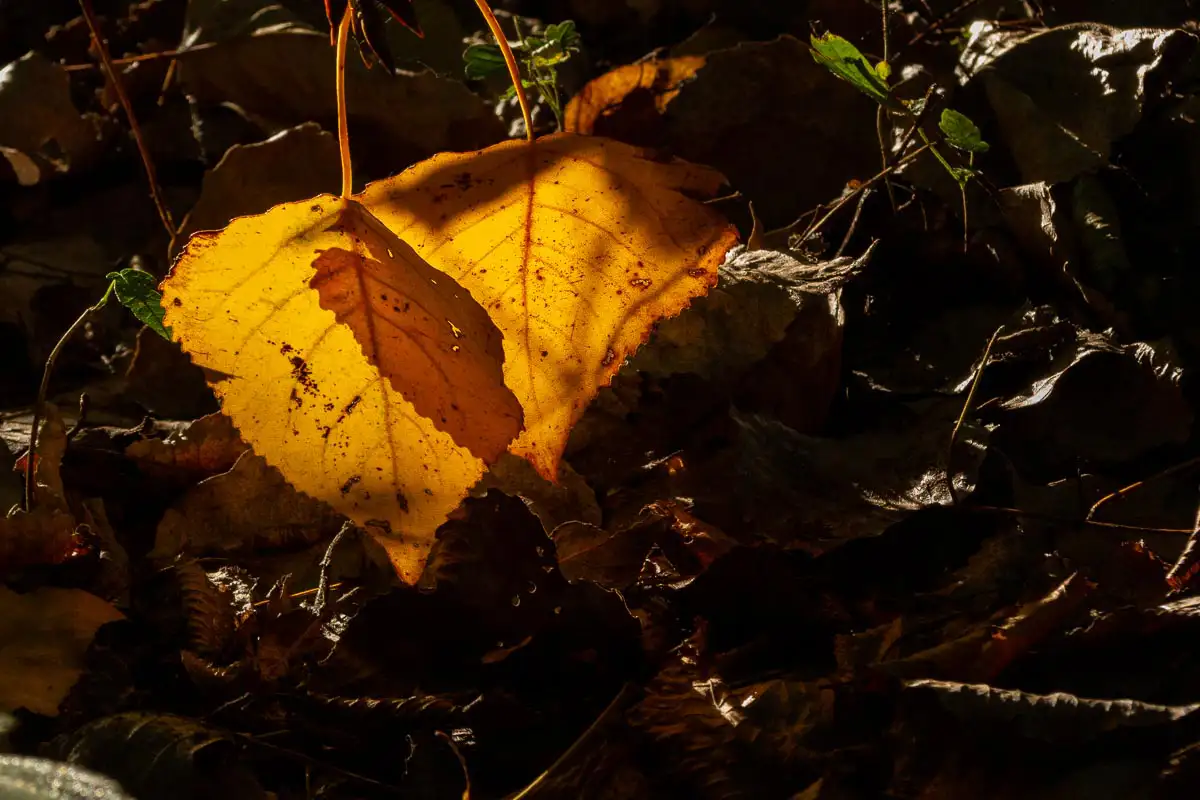 Herbstlaub