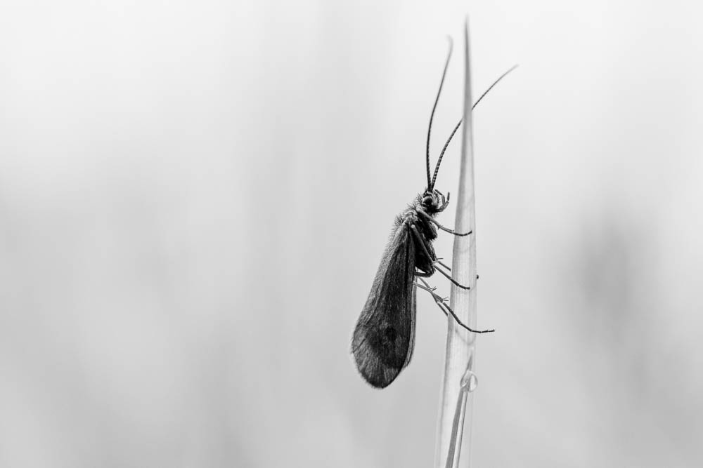 Ganz nah dran Fliege schwarzweiss