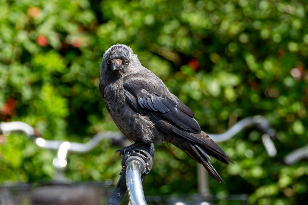 Ein Rabe mit Fahrrad