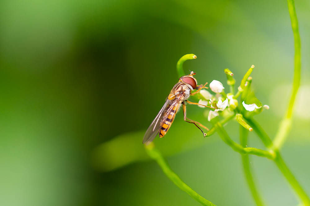 Ganz nah dran: Schwebfliege