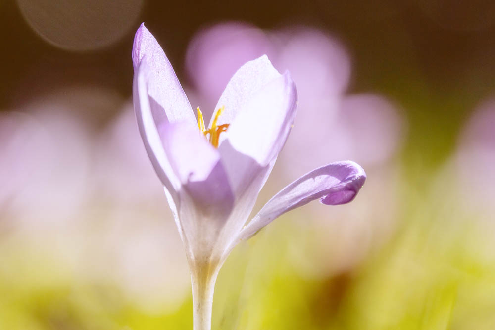 Krokus in Pastell