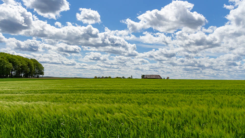 Feld bei Bausenhagen