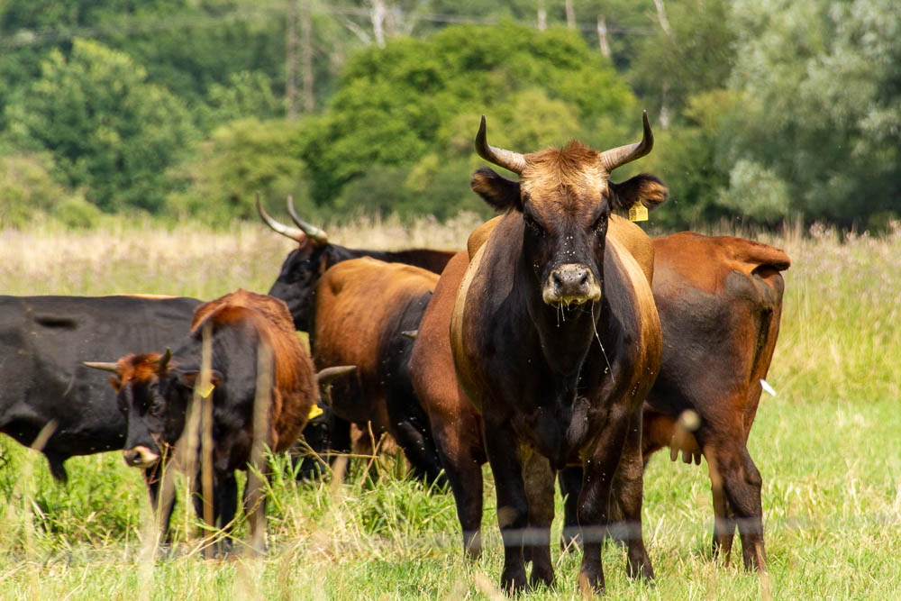 Heckrind - Kiebitzwiese