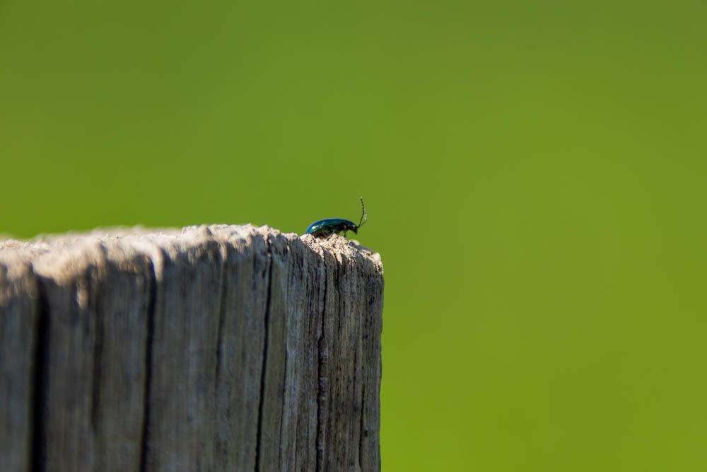 Käfer im Grünen