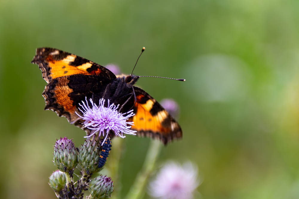 Schmetterling Kleiner Fuchs