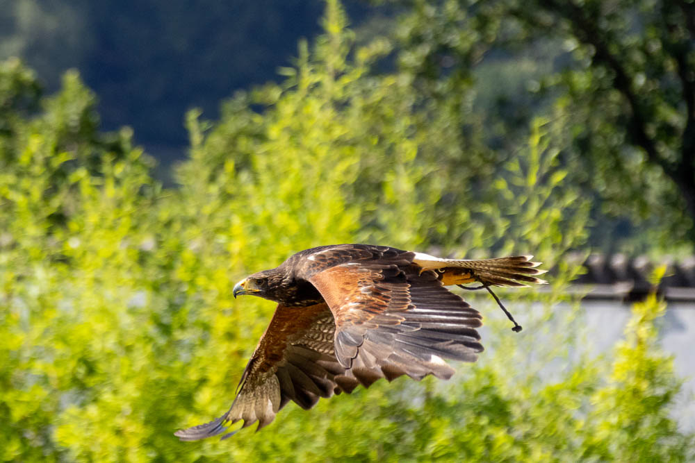 Adlerwarte Berlebeck