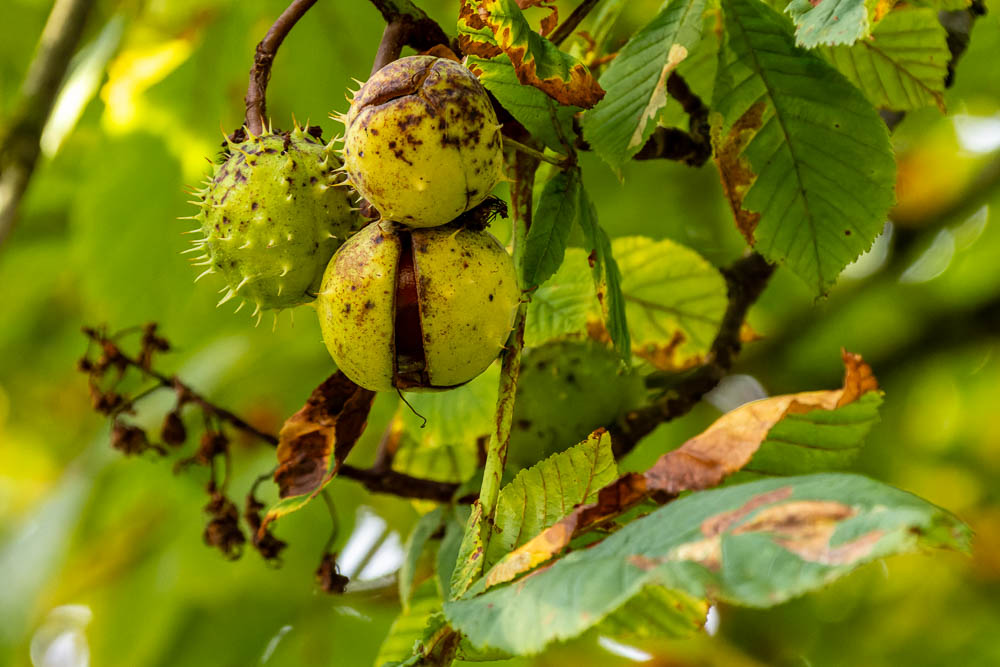 Herbstlich - Kastanien