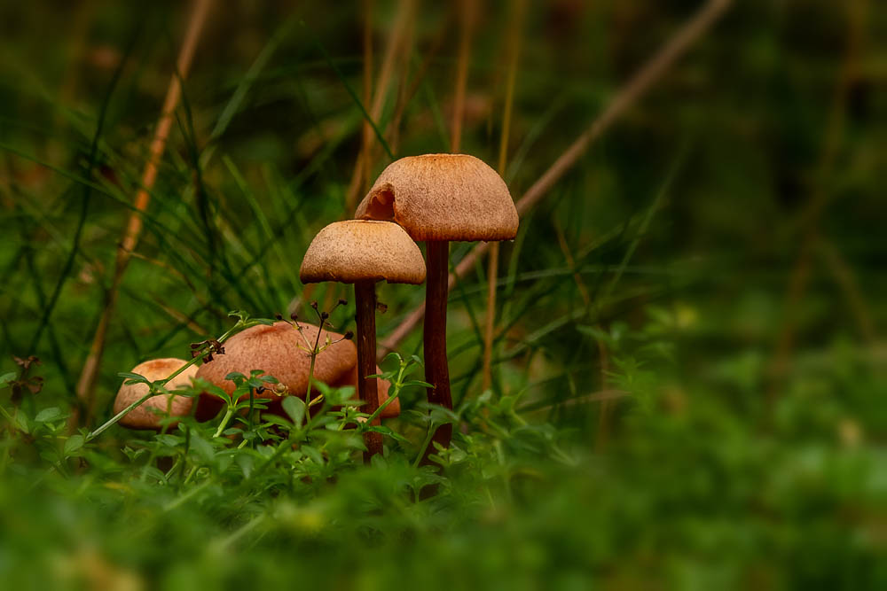 Es wird Herbst - Pilzzeit