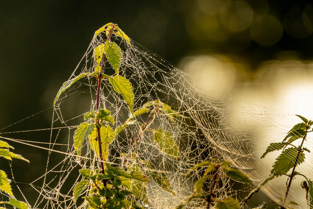 Spinnennetz Frühtau