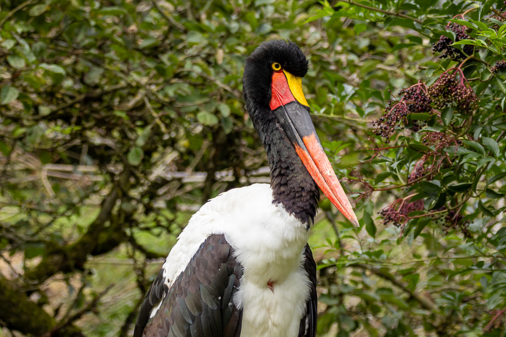 Sattelstorch