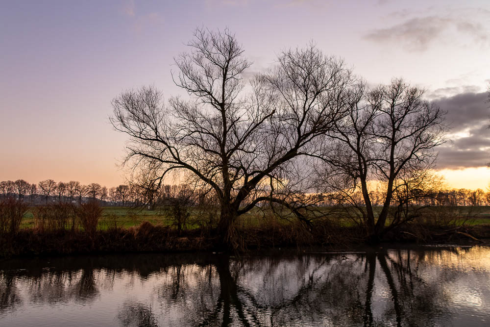 Bäume in der Dämmerung