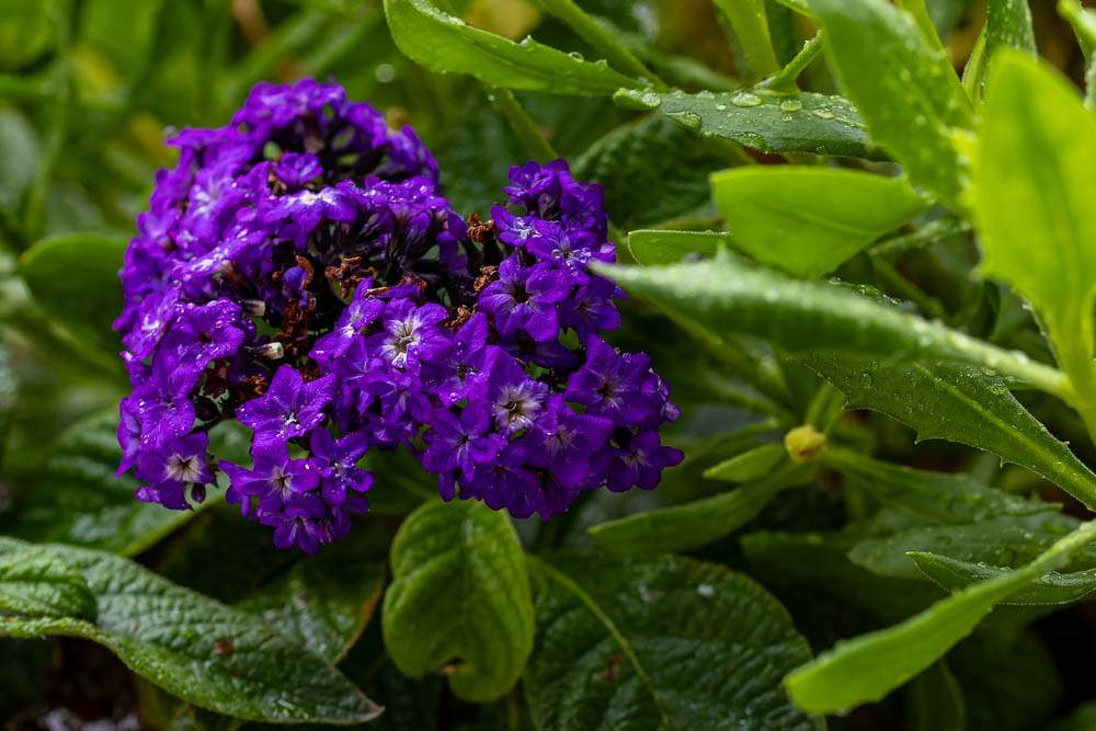 Heliotropium arborescens - Vanilleblume