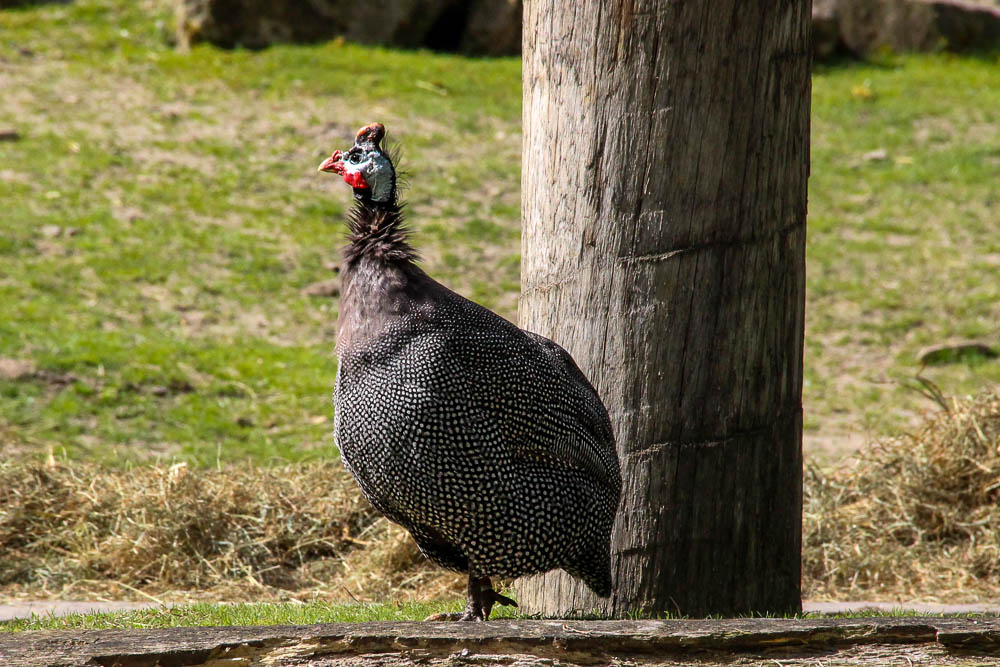 Perlhuhn
