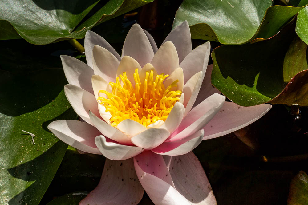 Seerose Botanischer Garten Frankfurt