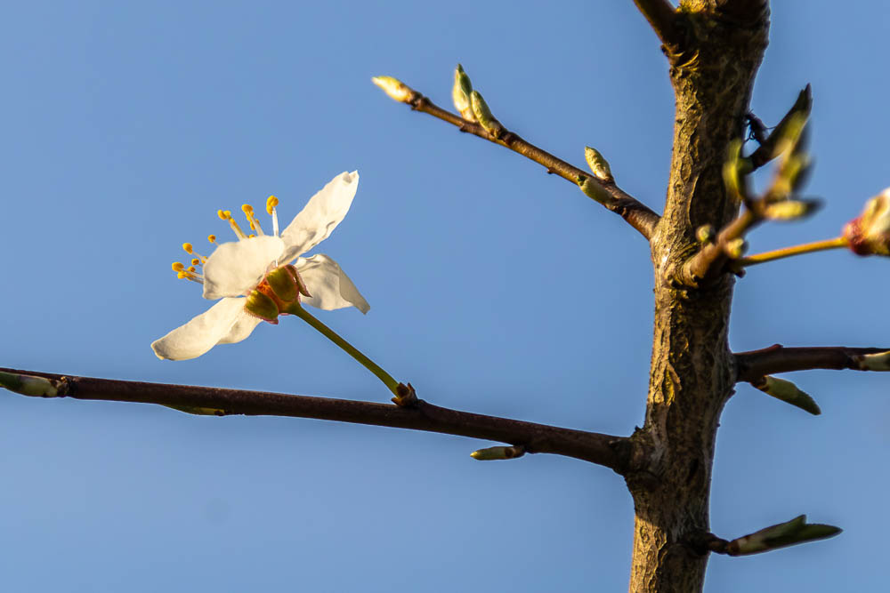 Blüte Sonne