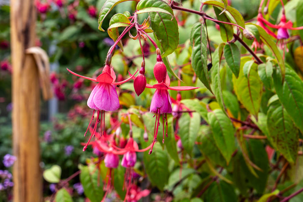 Fuchsien im Botanischen Garten Frankfurt
