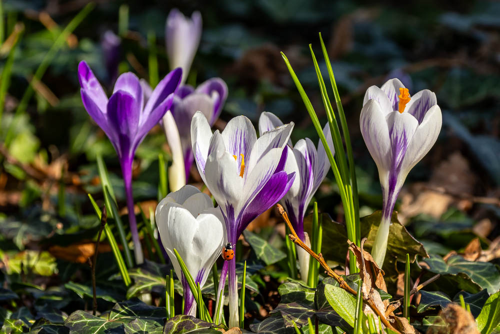 Krokusse und Marienkäfer
