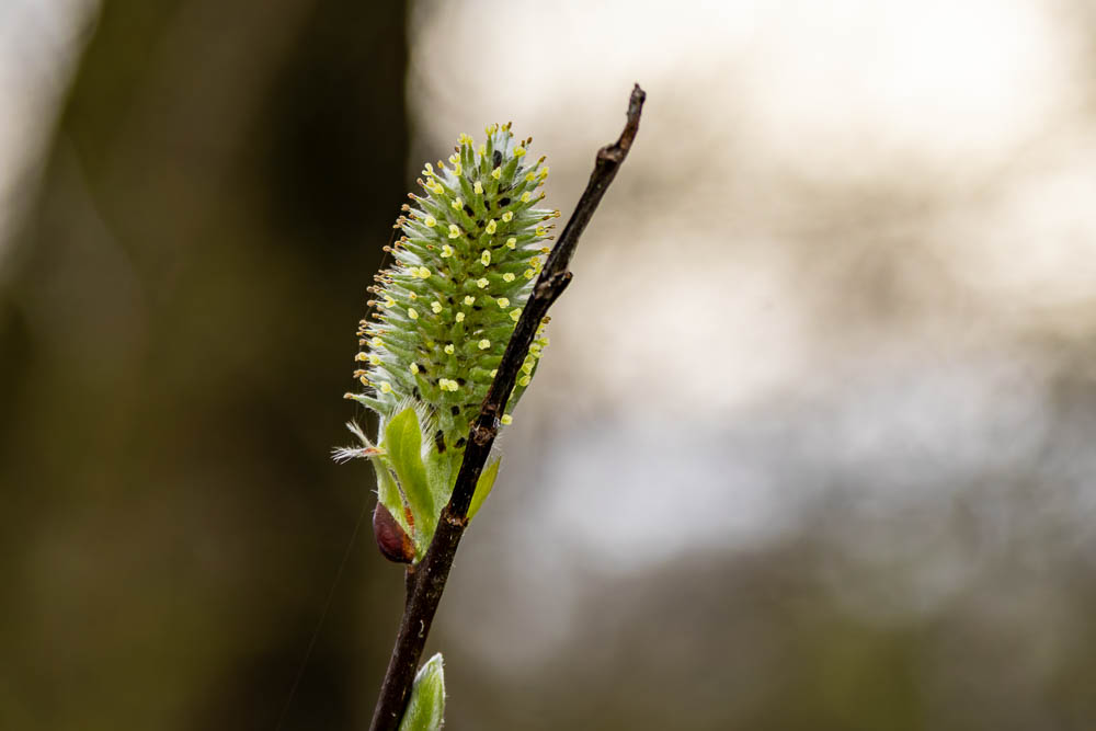 Weidenkätzchen