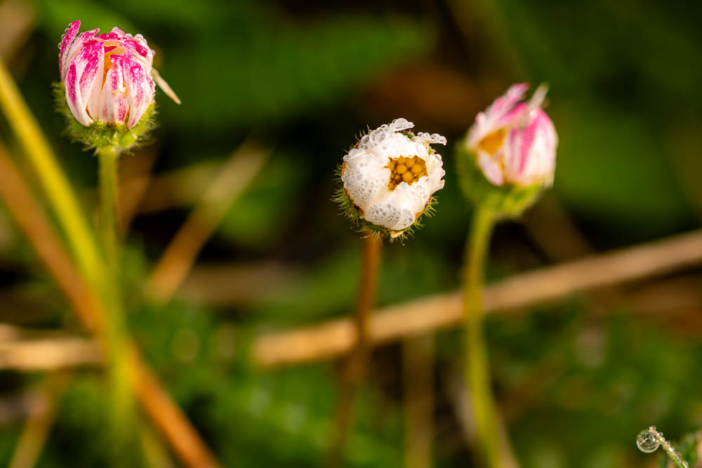 Gänseblümchen und Tautropfen