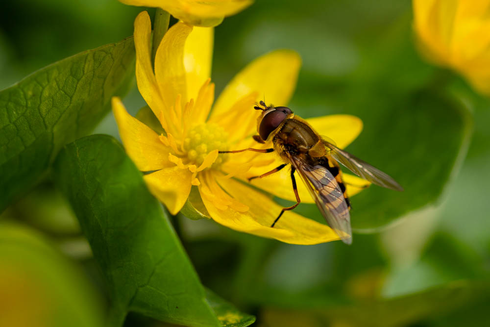 Schwebfliege