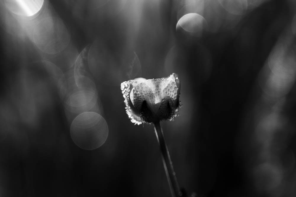 Frühlingsleuchten im Gras