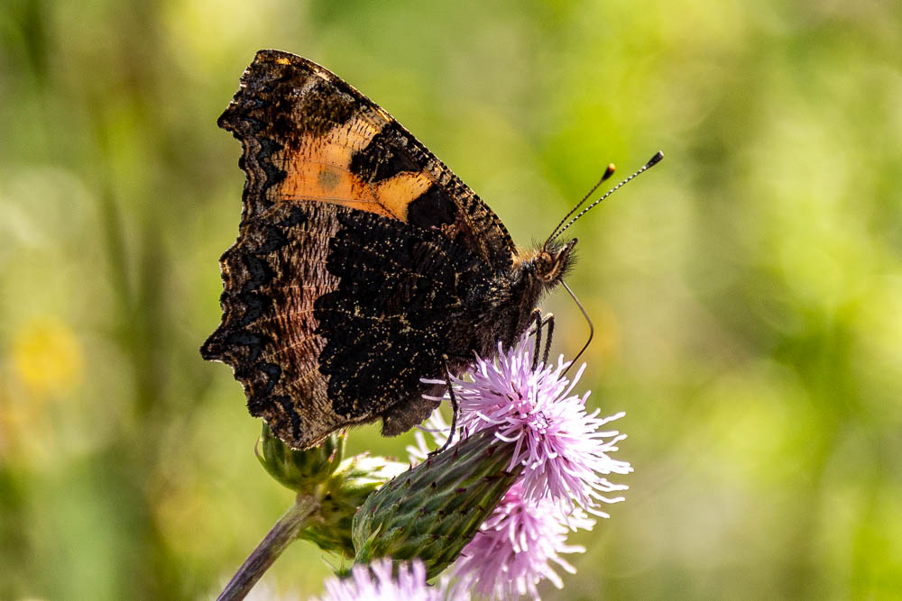 Schmetterling Kleiner Fuchs
