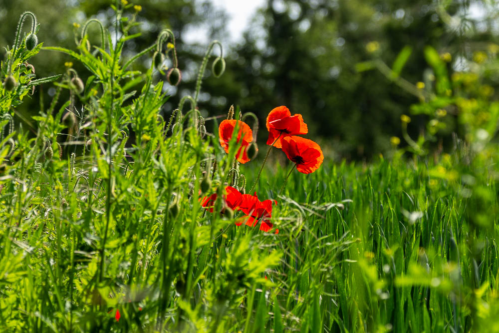 Mohn in der Wiese