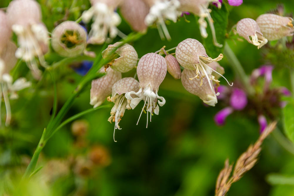 Geöhnliches Leimkraut