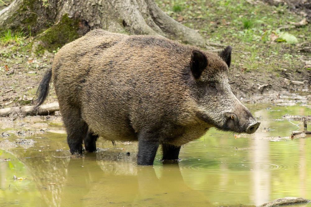 Wildschwein