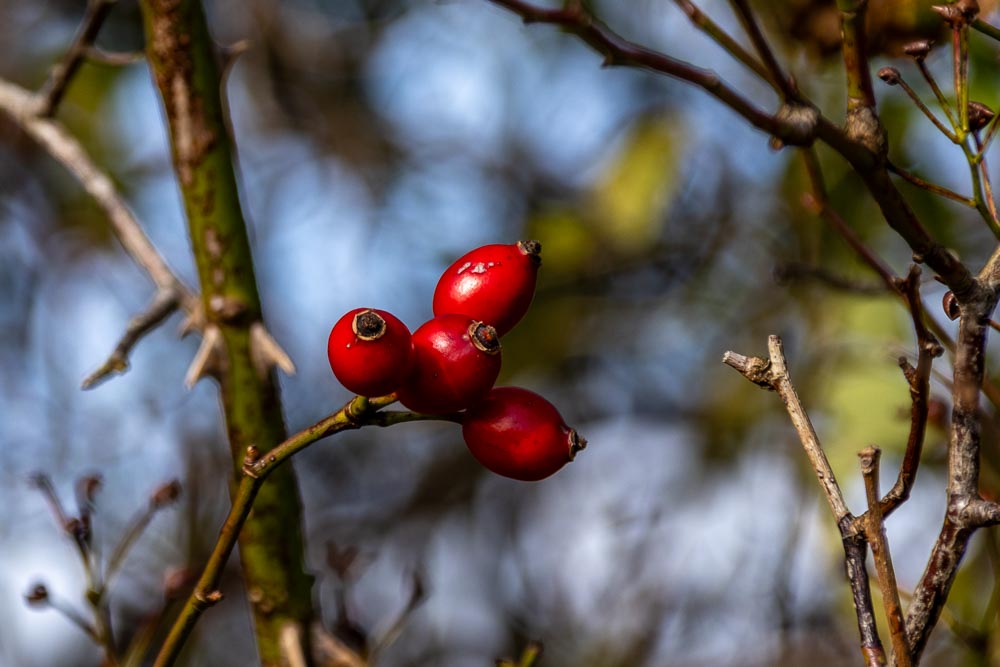 Sonniger Herbstspaziergang