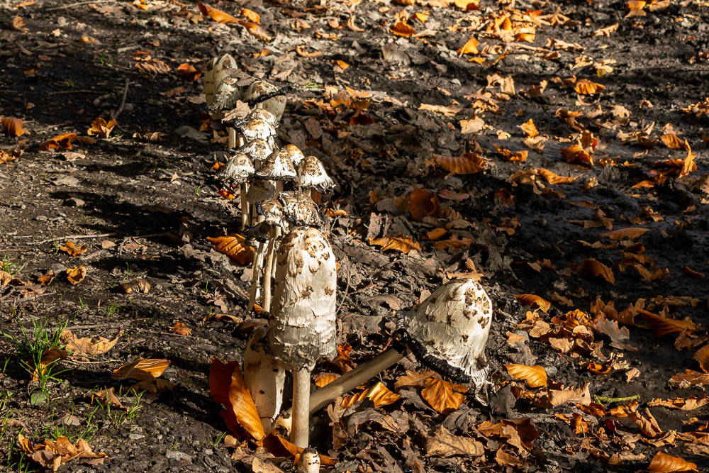 Sonniger Herbstspaziergang