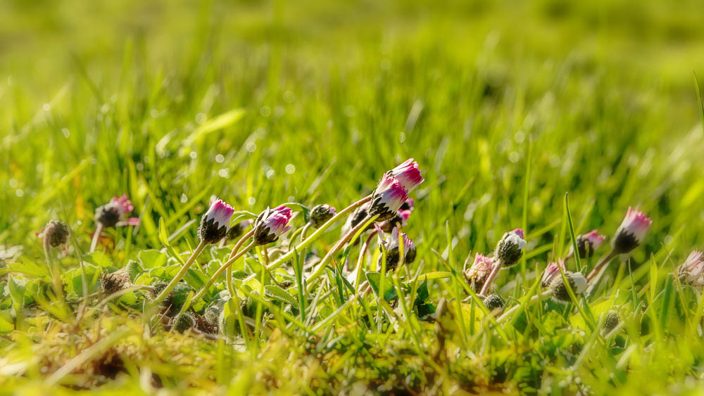 Hampton Court Palace