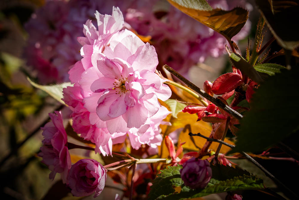Kirschblüte