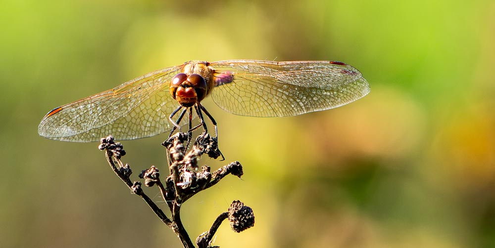 Libelle
