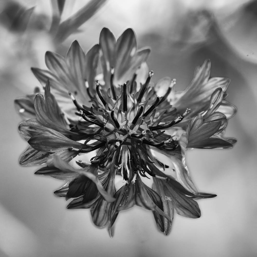 Flockenblume