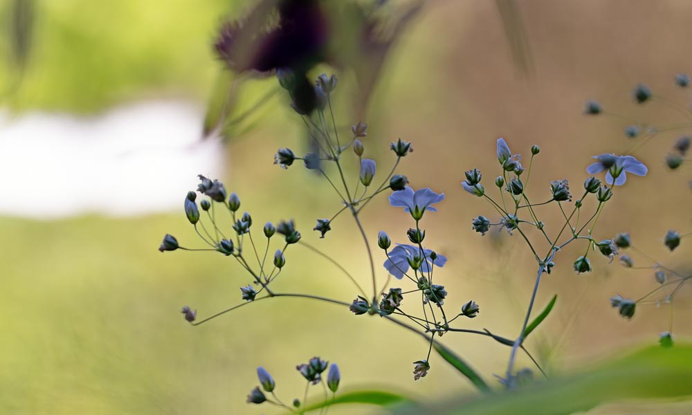 Gipskraut – Schleierkraut