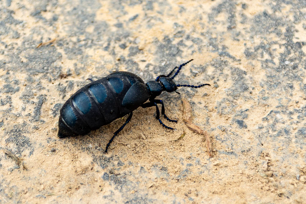 Schwarzblauer Ölkäfer