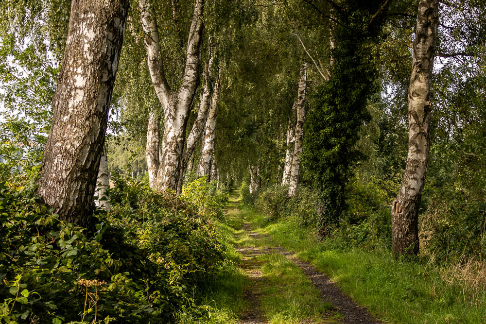 Waldweg zwischen Birken