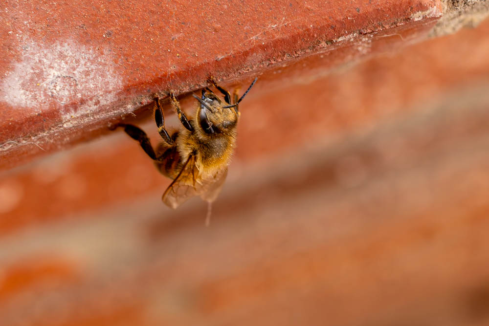 Honigbiene