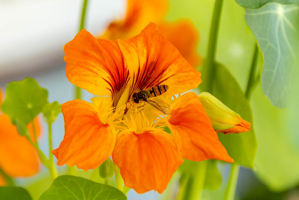 Kapuzinerkresse mit Schwebfliege