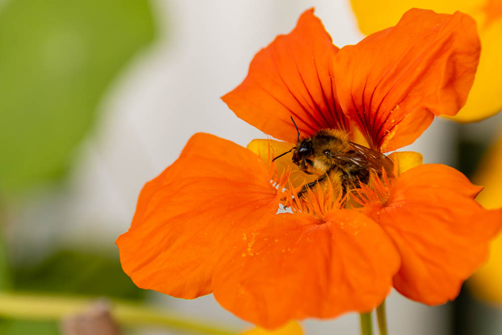 Kapuzinerkresse mit Biene