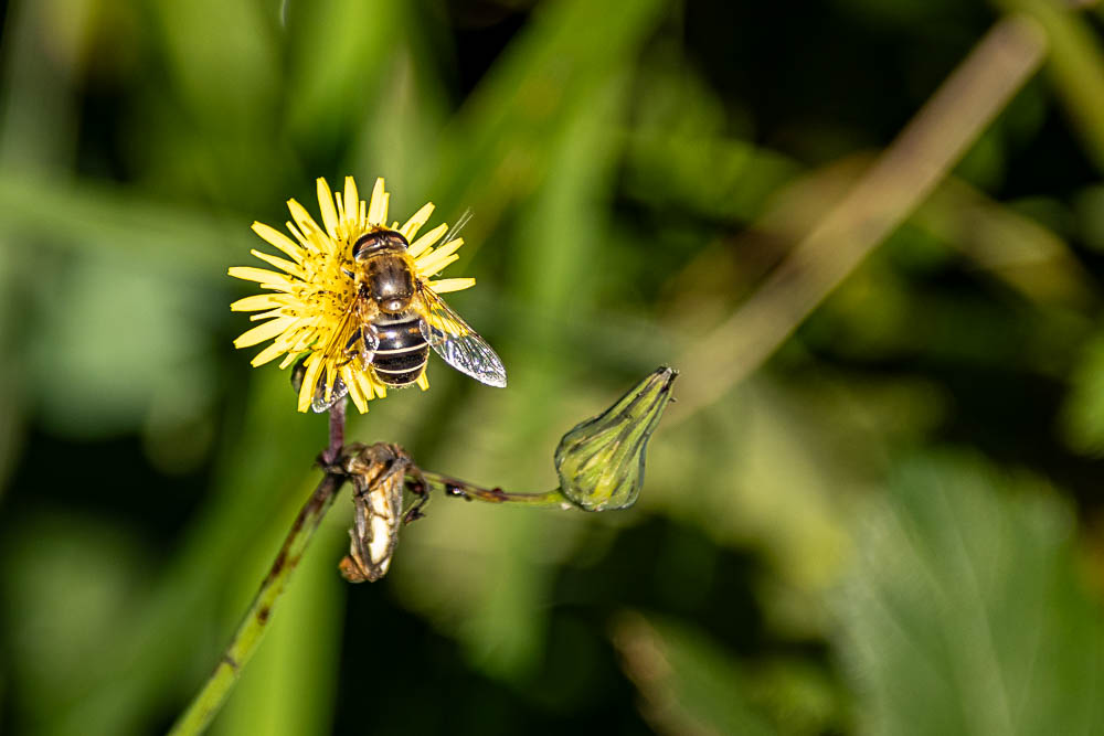 Große Waldschwebfliege
