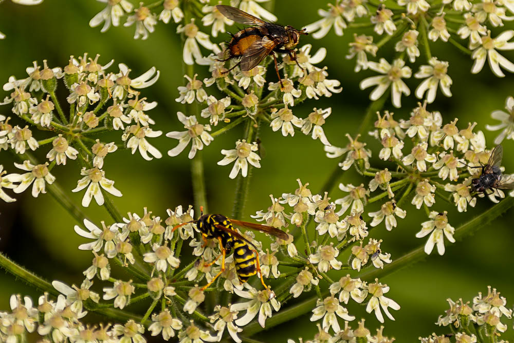 Gemeinschaftliches Pollen sammeln