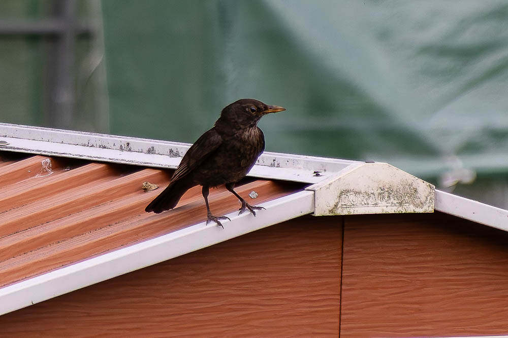 Amsel