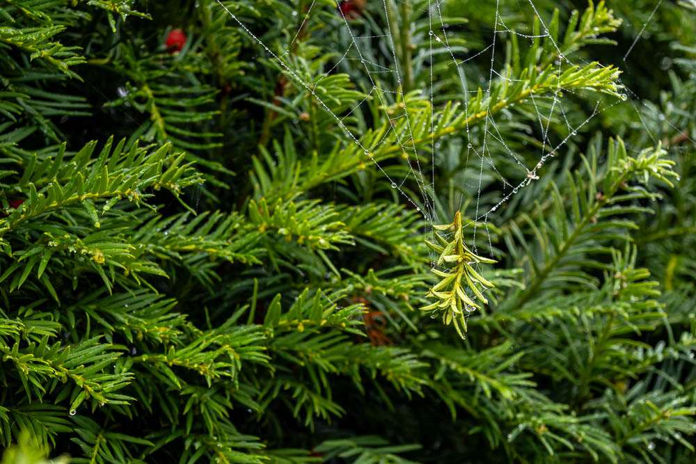 Spinnweben Eibe