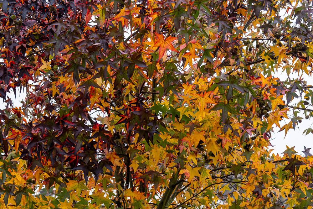 Nahaufnahme der Blätter eines Amberbaums im Herbst. Die fünflappigen Blätter zeigen eine reiche Palette von Farben, darunter leuchtendes Gelb, Orange, tiefes Rot und Dunkelgrün
