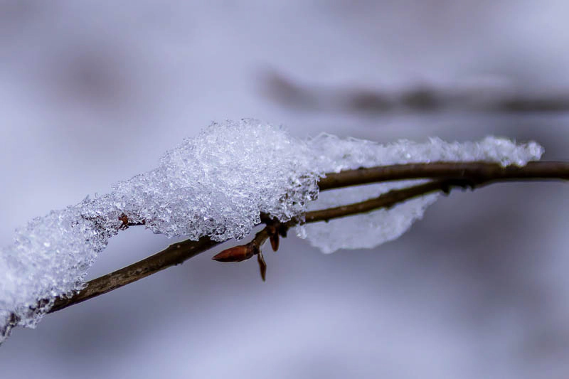 Nahaufnahme eines dünnen Zweiges mit einer kleinen braunen Knospe, auf dem eine Schicht glitzerndes Eis und Schnee liegt. Der Hintergrund ist in sanftem Weiß und Grau verschwommen.