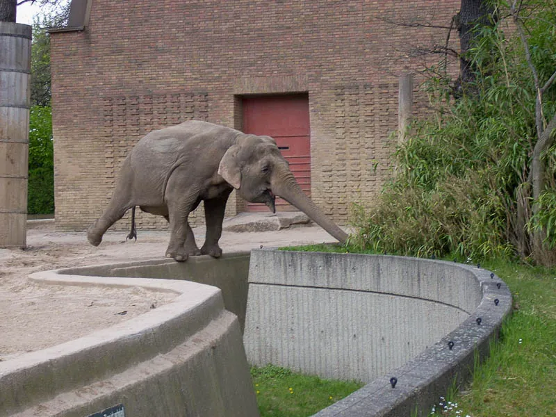 Ein Asiatischer Elefant streckt neugierig seinen Rüssel über die Betonmauer seines Geheges in einem Zoo.