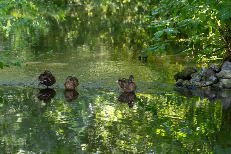 Drei Enten stehen ruhig im flachen Wasser, ihre Spiegelungen sind klar zu sehen.