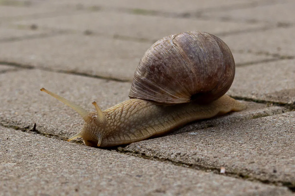 Weinbergschnecke auf Pflastersteinen aus Bodennähe fotografiert